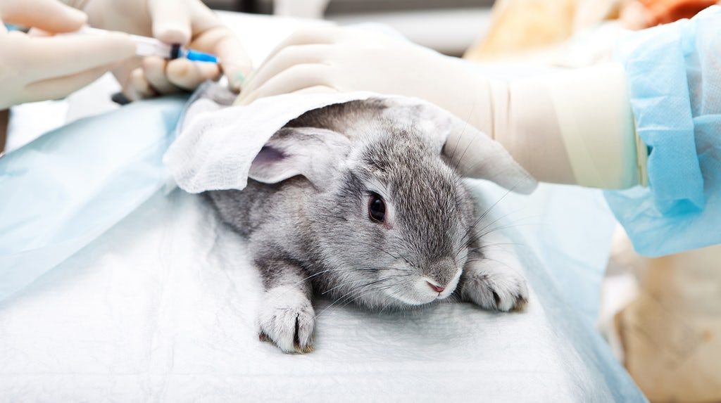 10 reasons to go cruelty free + stop animal testing